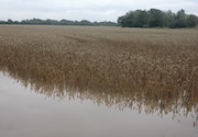Flooded field