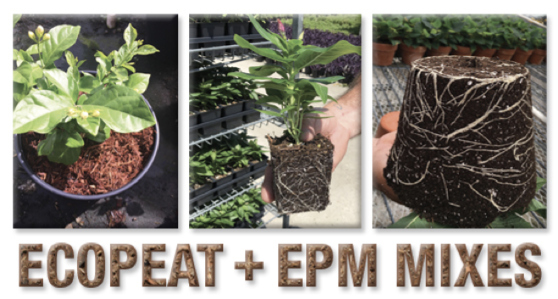 Great successful growing with EcoPeat Products!