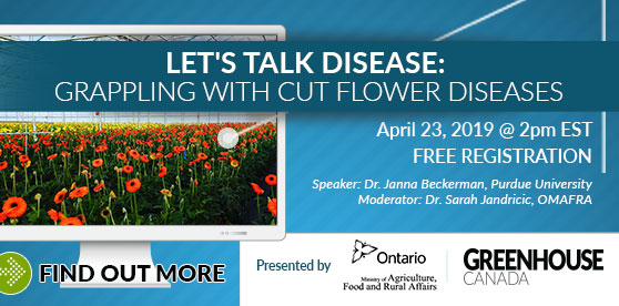 Let’s Talk Disease Series: Grappling with cut flower diseases