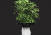 Marijuana plant with roots