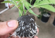 Marijuana plant with roots