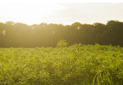 Field of cannabis