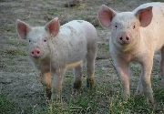 Pigs