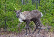 Caribou