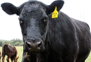 Black Angus Cow