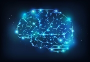 Brain anatomy