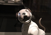 Robot pets