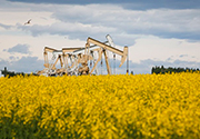 Oil