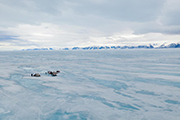 Arctic