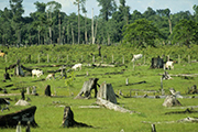 Tropical forests