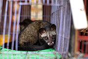 Wildlife trade