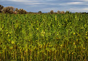 Hemp