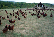 Bird flu