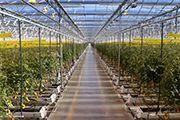 Sollum Technologies