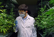 Cannabis