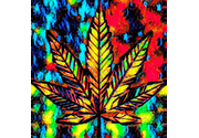 Cannabis