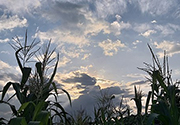 Crops