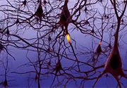 AI neural networks
