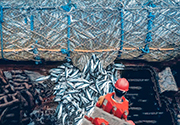 Fisheries subsidies