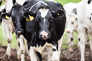 Lactalis Canada