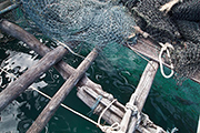Seafood