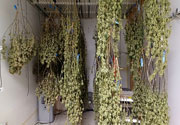 Legal Cannibis