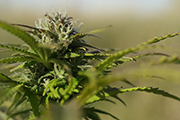 Cannabis