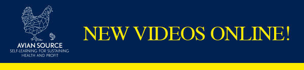 NEW VIDEOS ONLINE!