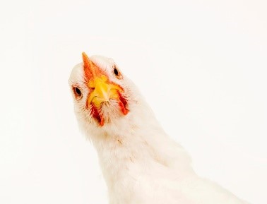 chicken