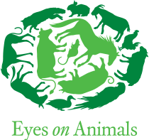 eyes on animals