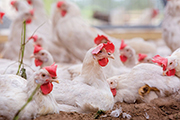 Poultry Genetics