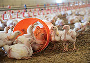 Barn Enrichments