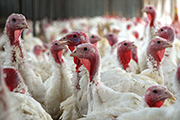 Poultry health update