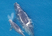 Whale with calf