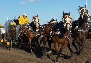 Calgary Stampede