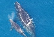 Whale with calf