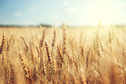 Benefits of wheat