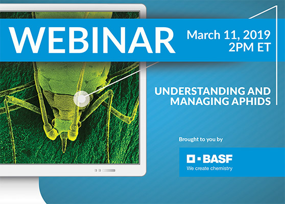 Understanding and managing aphids
