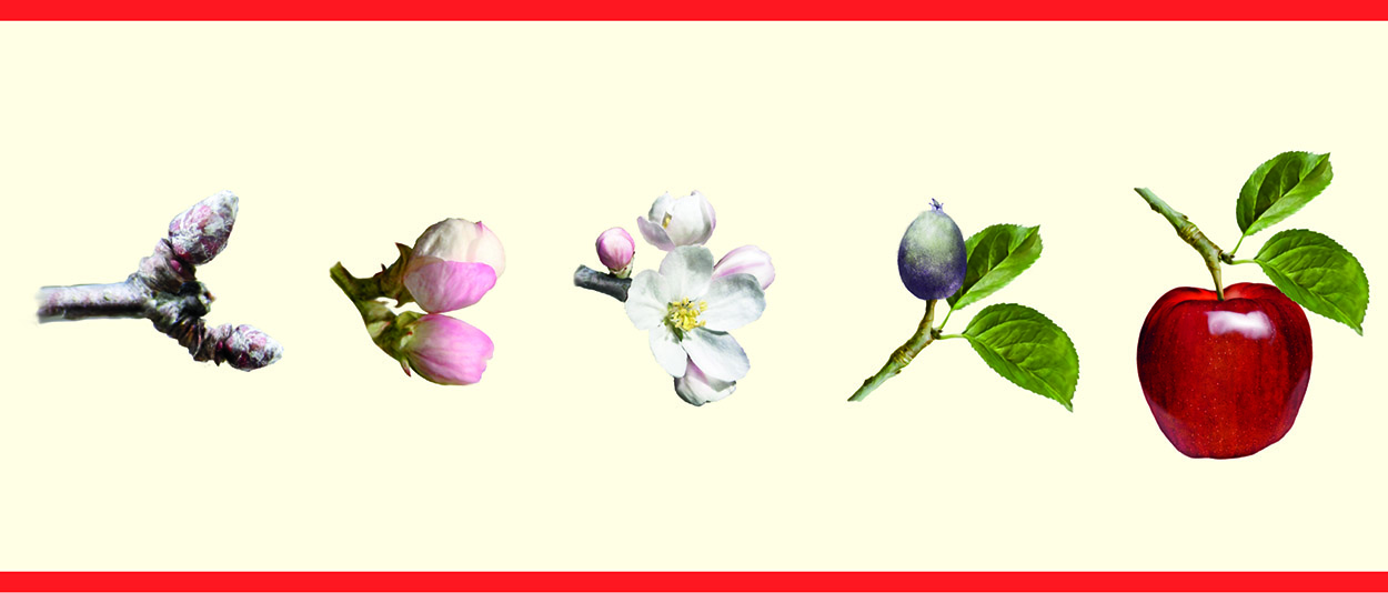 Phenology chart image