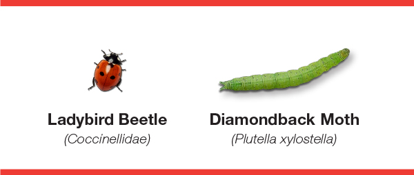 Beetle and Moth