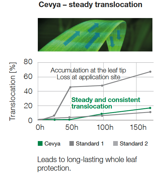 Cevya - steady translocation