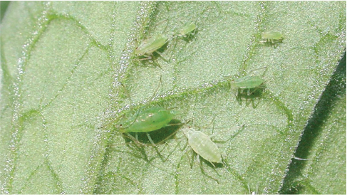 Beleaf