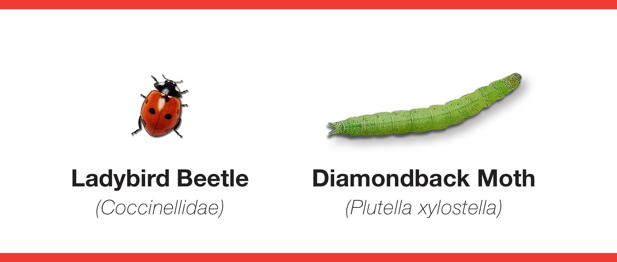 Ladybird beetle, diamondback moth