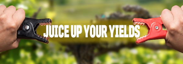 Are your fruits and vegetables protected from stress?