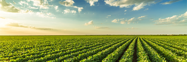 Are you getting the most from your soybean acres?