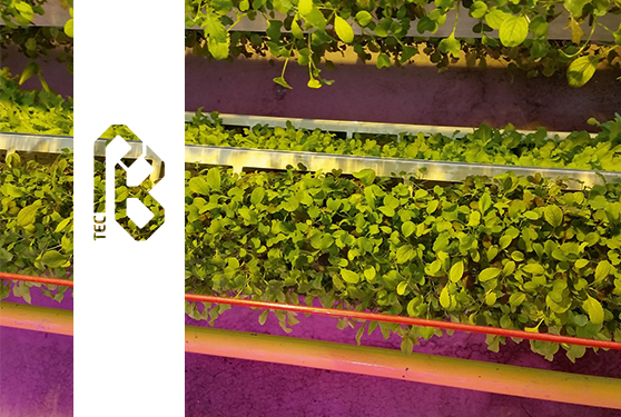 Innovative horticultural solutions that contribute to a<br>high-quality food supply for everyone