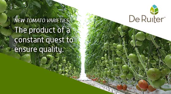De Ruiter New Tomato Varieties