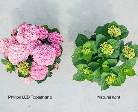 Philips LED Toplighting
