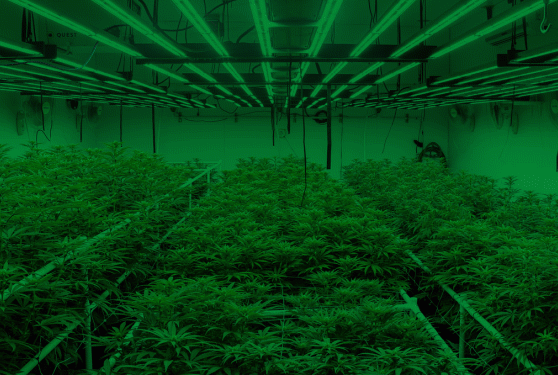 <center>The trio that helps keep <b>greenhouses growing</b><br>
</center>