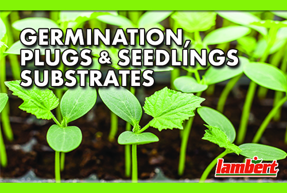 Successful growing with Lambert Germination Substrates!